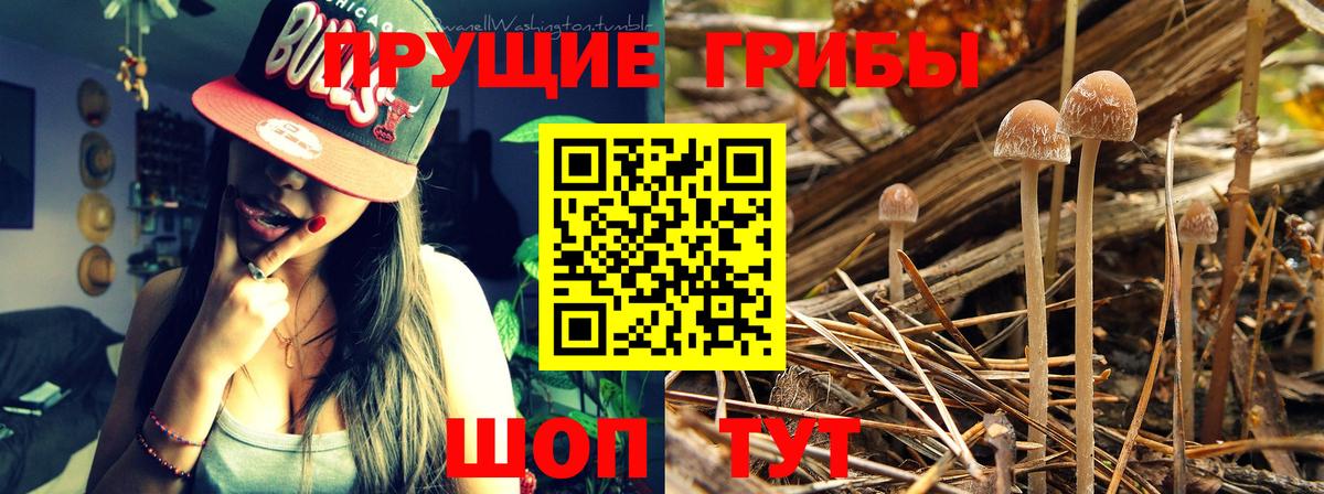 Галлюциногенные грибы прущие грибы Искитим